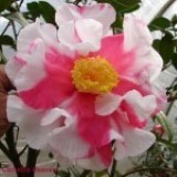 Frank Houser Variegated